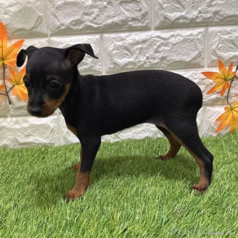 成約済の愛知県のミニチュアピンシャー(ミニピン)-406935の4枚目