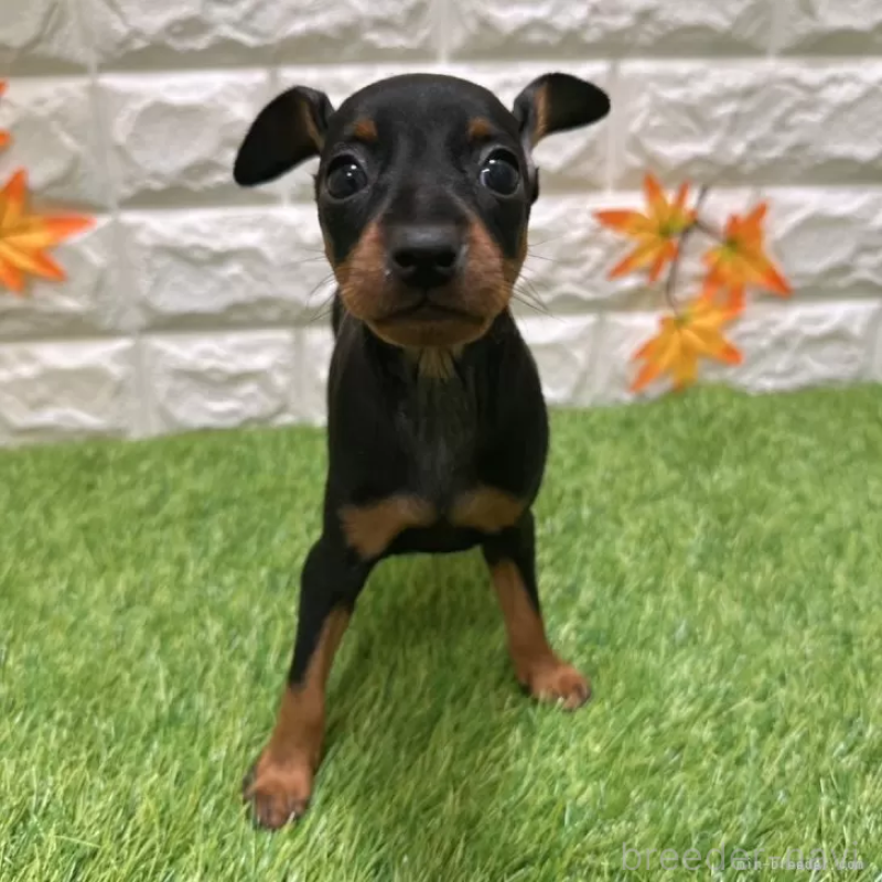 成約済の愛知県のミニチュアピンシャー(ミニピン)-406935の3枚目