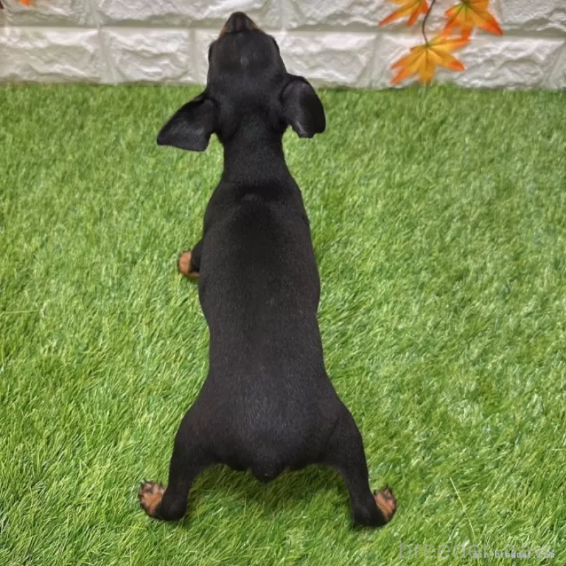 成約済の愛知県のミニチュアピンシャー(ミニピン)-406935の2枚目