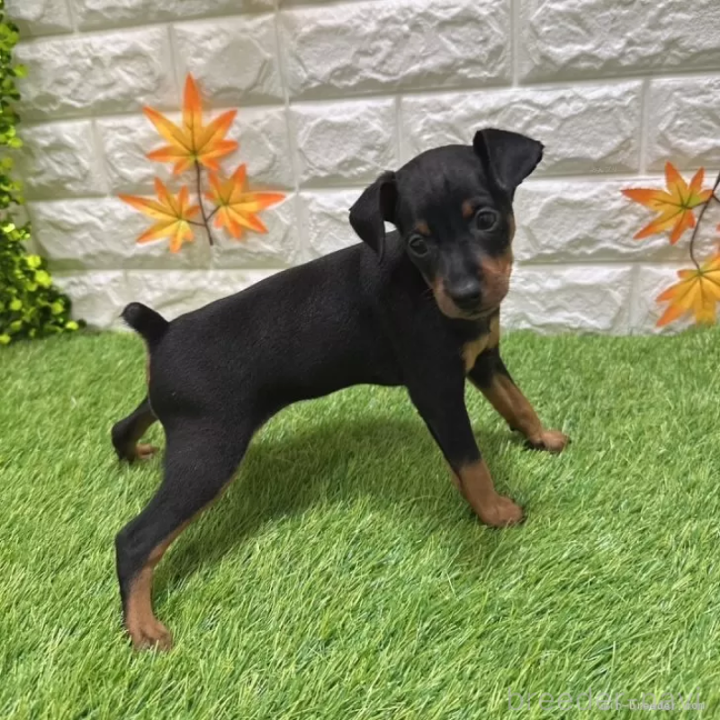 成約済の愛知県のミニチュアピンシャー(ミニピン)-406925の5枚目