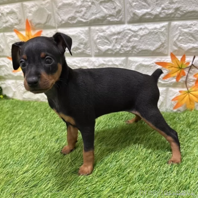 成約済の愛知県のミニチュアピンシャー(ミニピン)-406925の4枚目