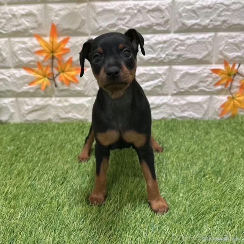 成約済の愛知県のミニチュアピンシャー(ミニピン)-406925の3枚目