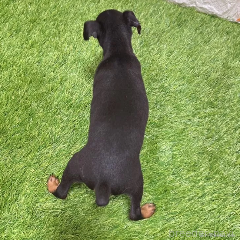 成約済の愛知県のミニチュアピンシャー(ミニピン)-406925の2枚目