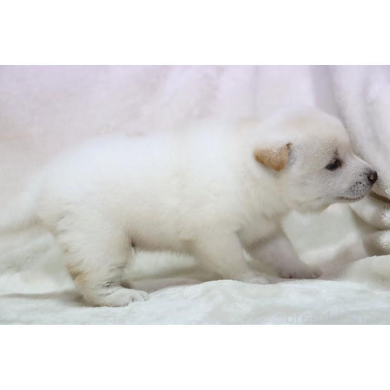 販売中の滋賀県の柴犬-408139の15枚目