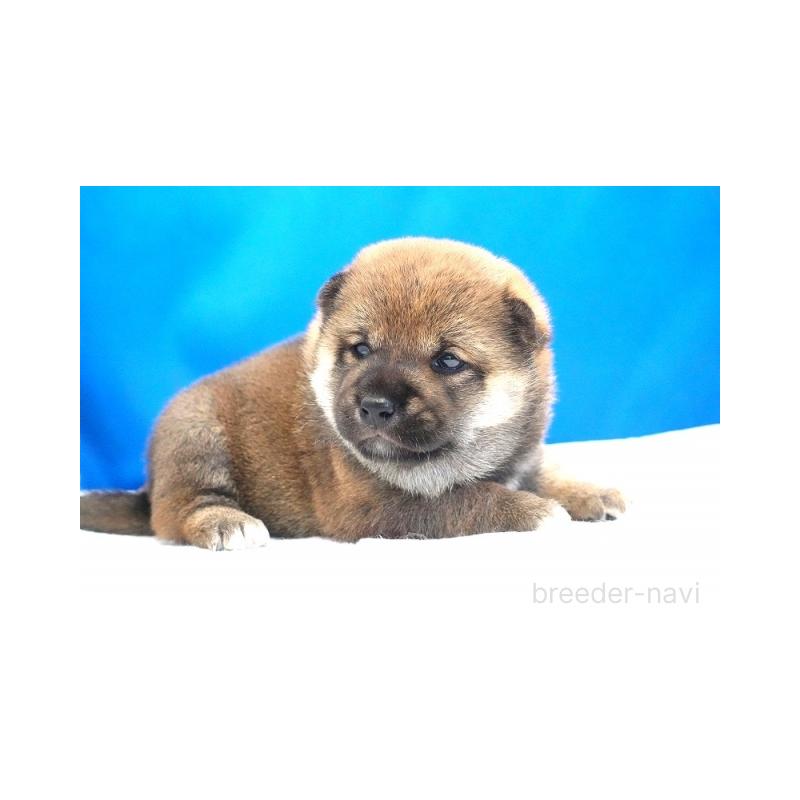 販売中の愛知県の柴犬-408141の3枚目