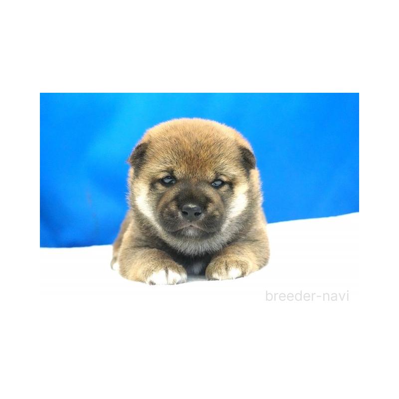 販売中の愛知県の柴犬-408141の2枚目
