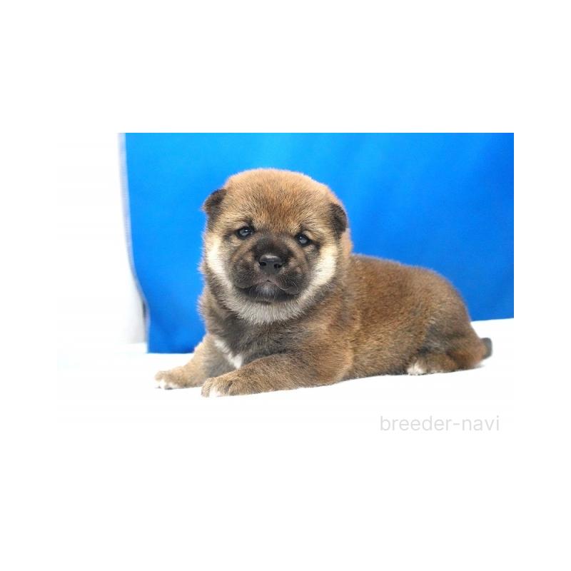 販売中の愛知県の柴犬-408141