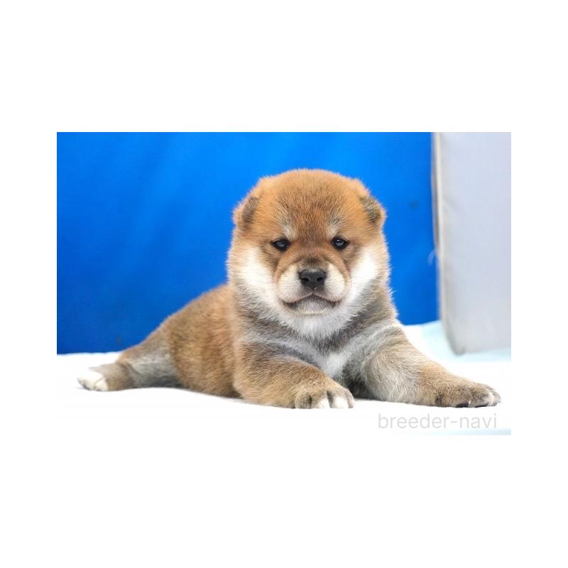 販売中の愛知県の柴犬-408142の5枚目