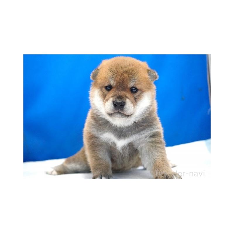 販売中の愛知県の柴犬-408142