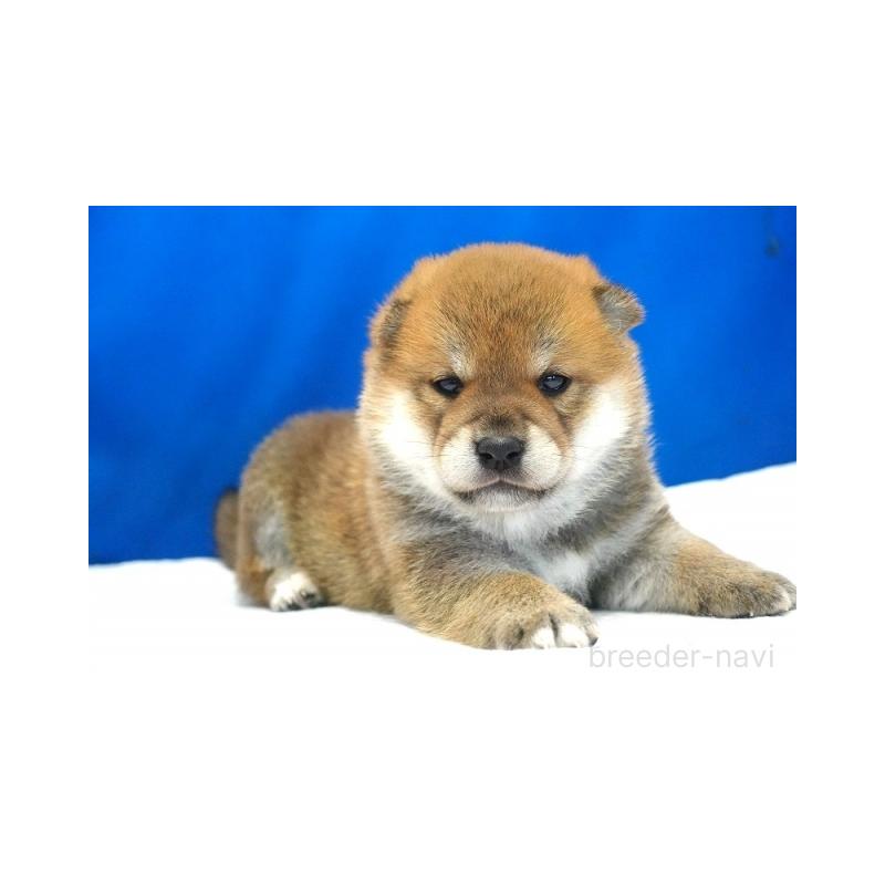 販売中の愛知県の柴犬-408142の4枚目