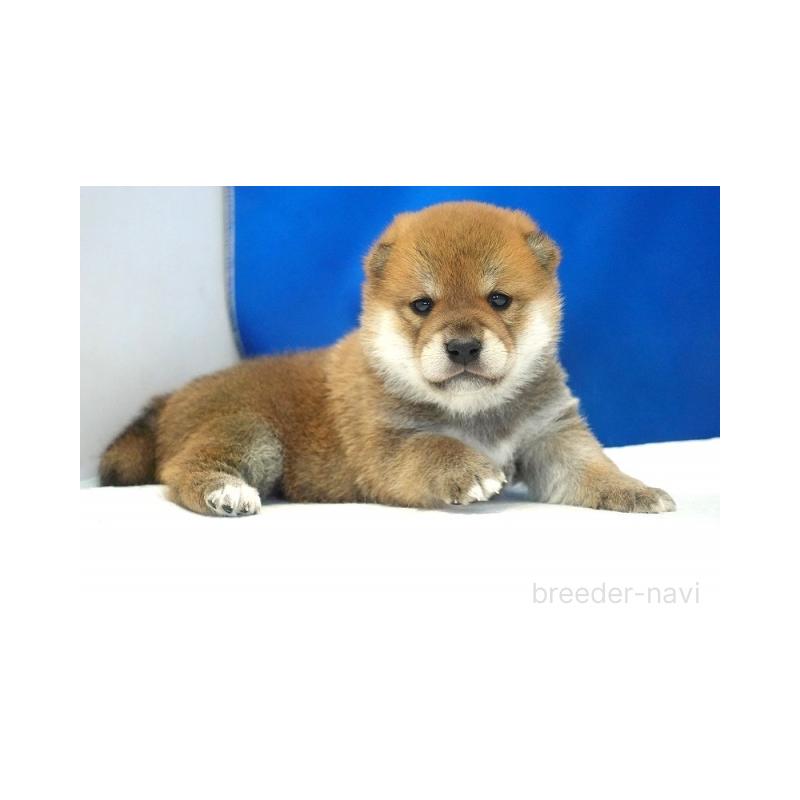 販売中の愛知県の柴犬-408142の3枚目