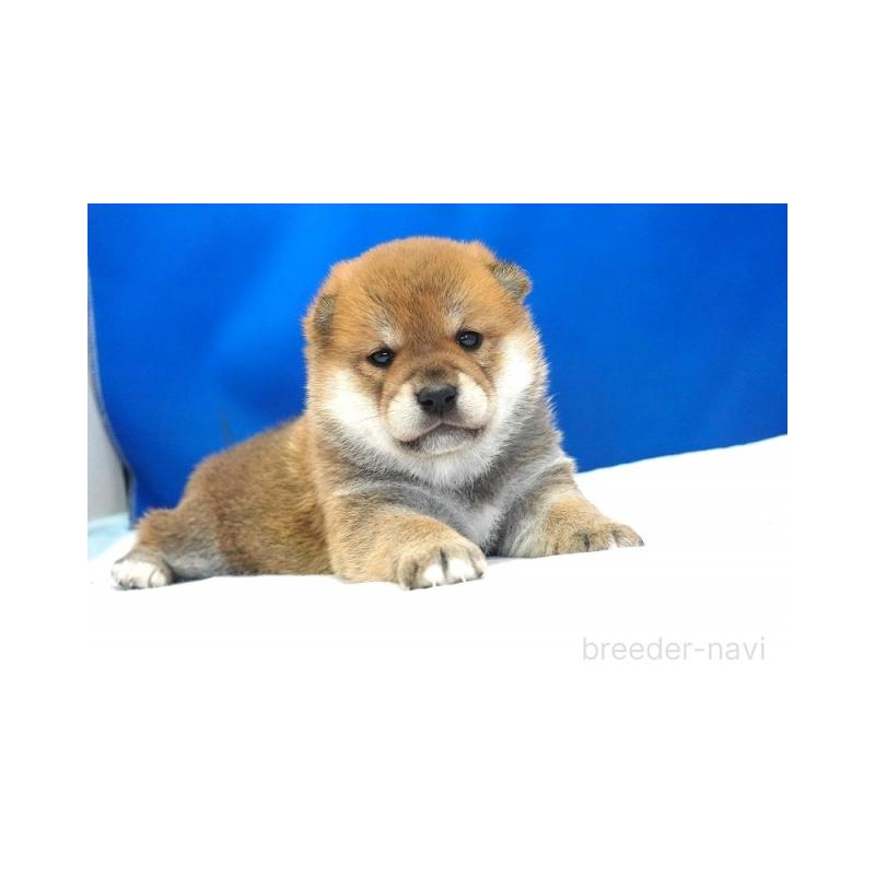 販売中の愛知県の柴犬-408142の2枚目