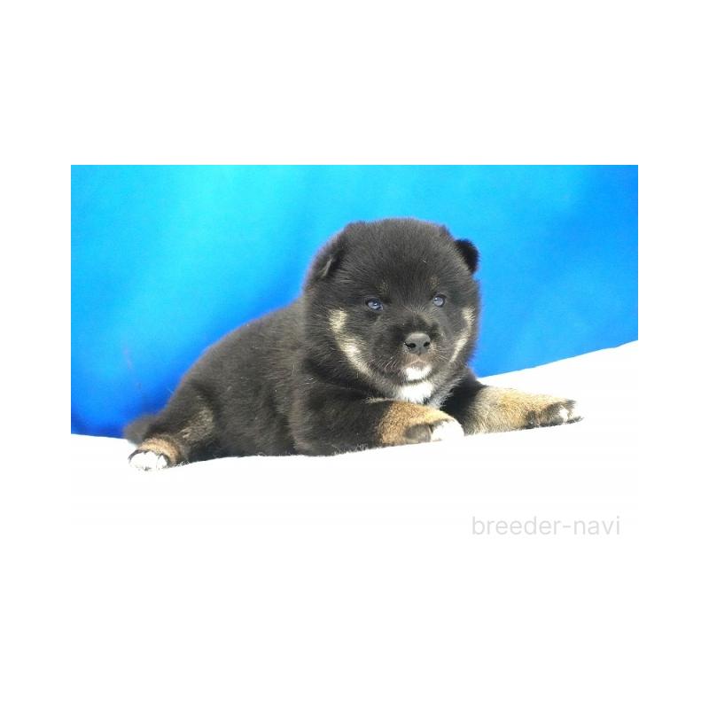 販売中の愛知県の柴犬-408145の5枚目