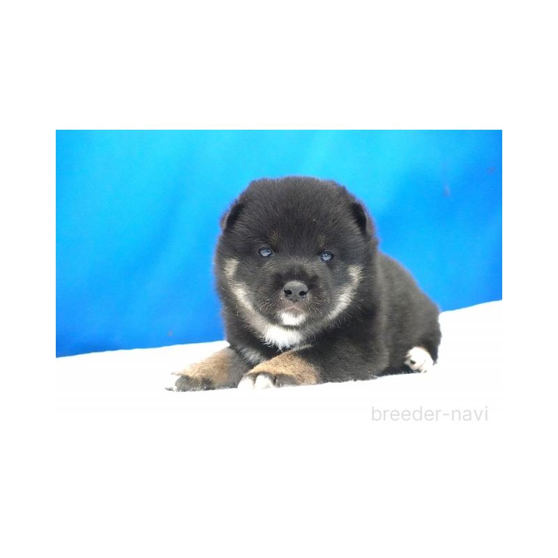 販売中の愛知県の柴犬-408145の4枚目