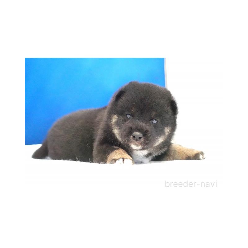 販売中の愛知県の柴犬-408145の3枚目