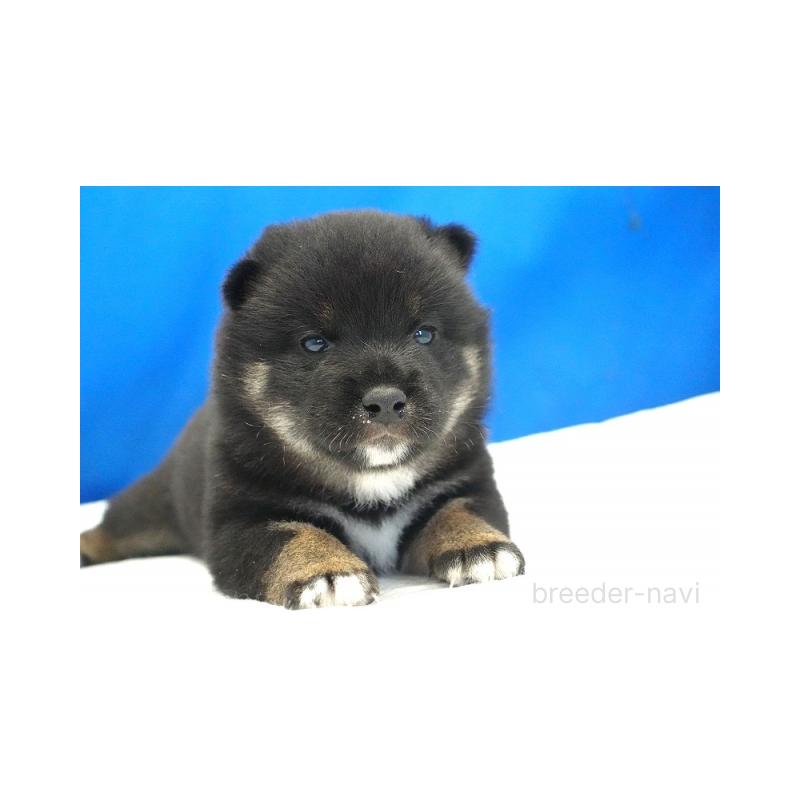 販売中の愛知県の柴犬-408145