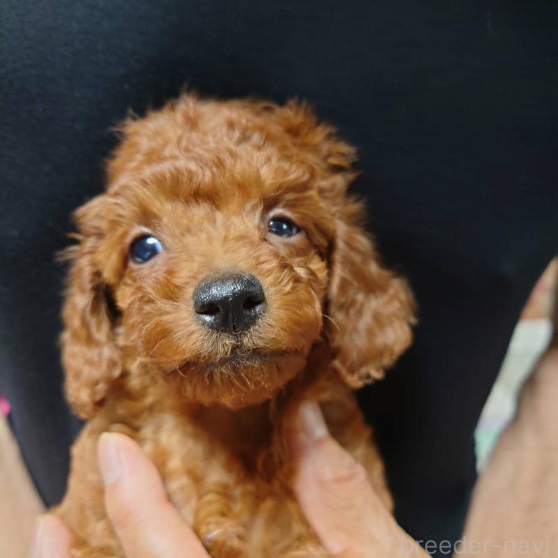 販売中の福岡県のトイプードル-408153の3枚目