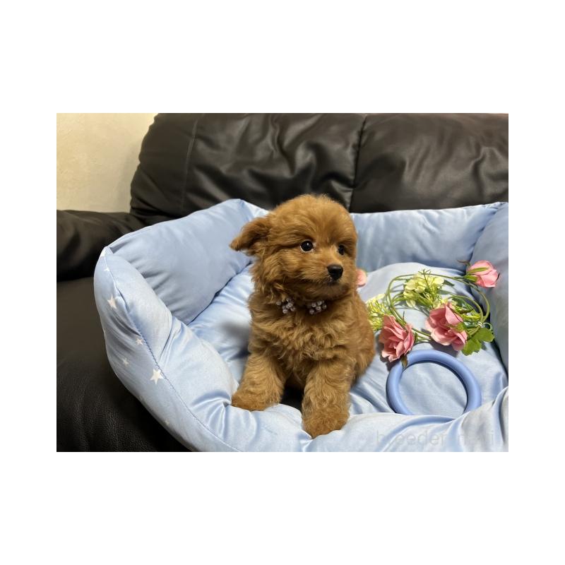 販売中の栃木県のポメプー:ポメラニアン×トイプードル-408158の3枚目