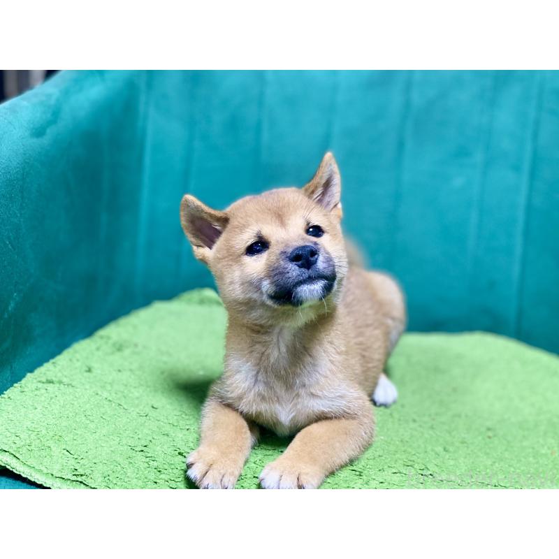 成約済の茨城県の豆柴-407035の3枚目