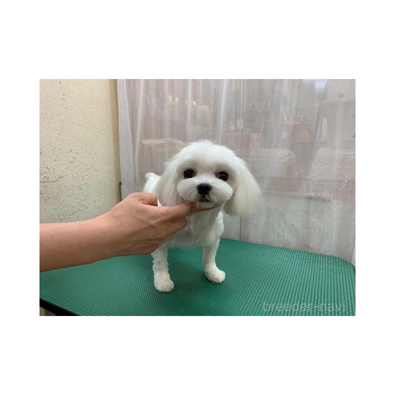 ルーシーちゃん1枚目