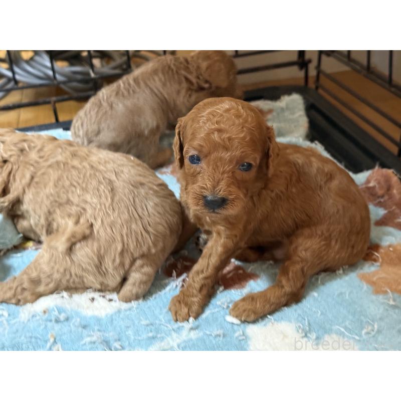 販売中の香川県のトイプードル-408177の3枚目