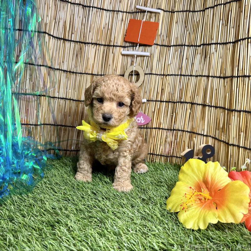 成約済の愛知県のタイニープードル-407168の8枚目