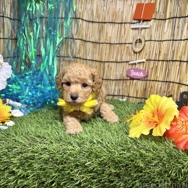 成約済の愛知県のタイニープードル-407168の7枚目