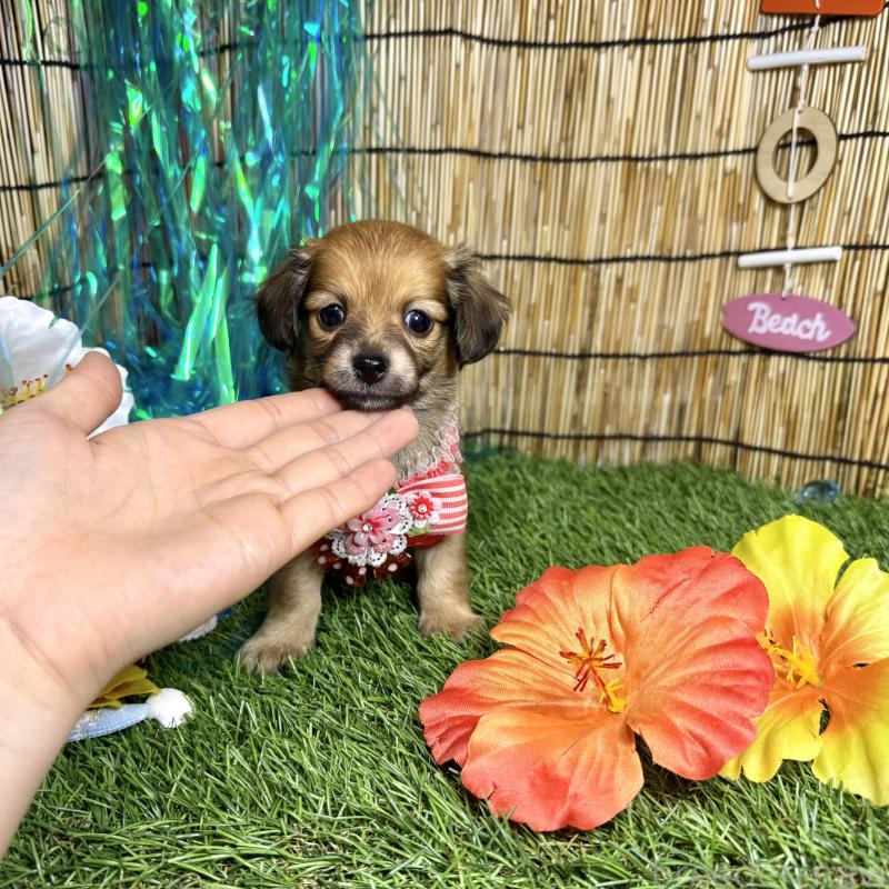 成約済の愛知県のチワックス:チワワ×ミニチュアダックスフンド-405605の5枚目