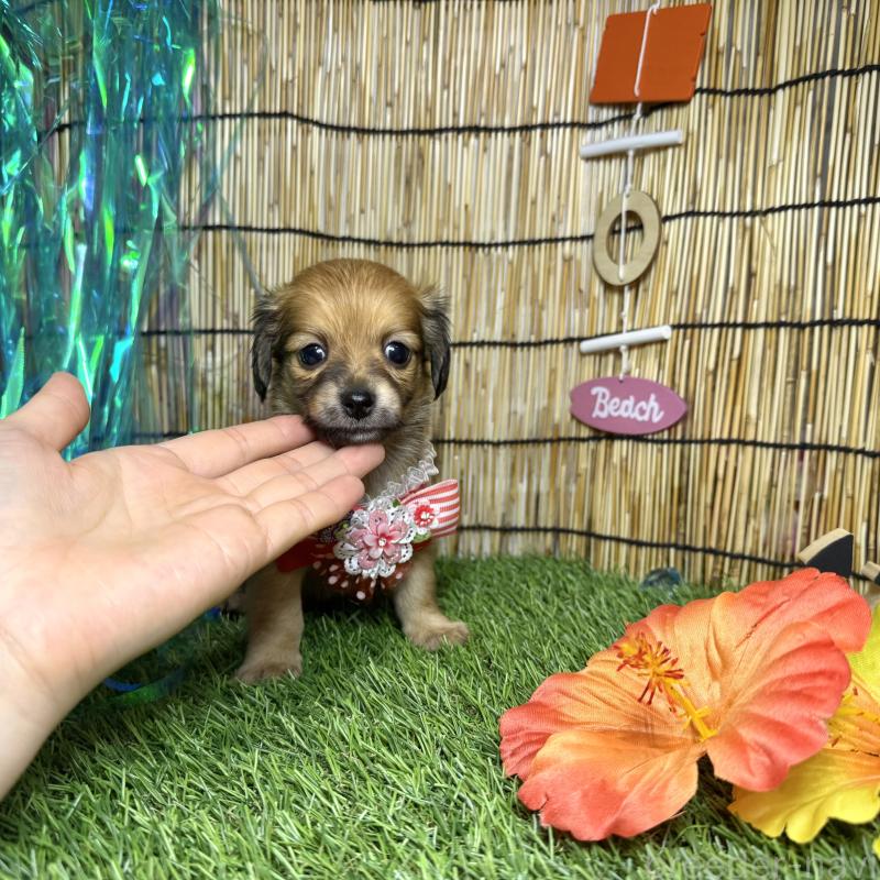 成約済の愛知県のチワックス:チワワ×ミニチュアダックスフンド-405605の4枚目