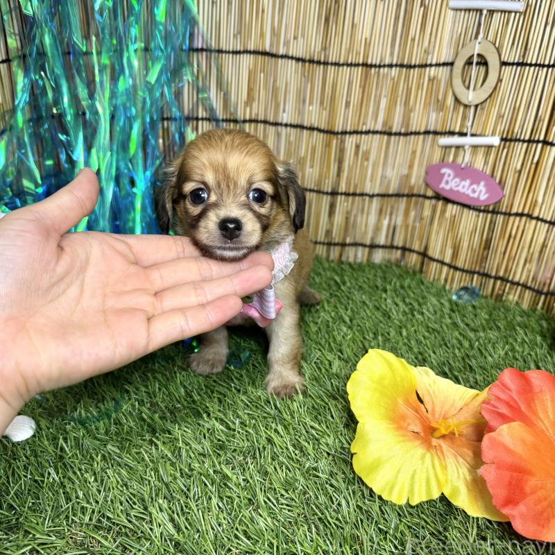 チワックス　ビーグル　愛犬 ankoわんこシリーズ　バッグリング　犬　dog チワックス ビーグル 愛犬 ankoわんこシリーズ バッグリング 犬