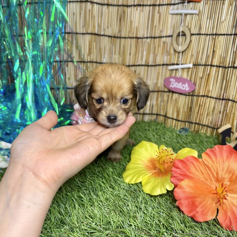 成約済の愛知県のチワックス:チワワ×ミニチュアダックスフンド-405603の3枚目