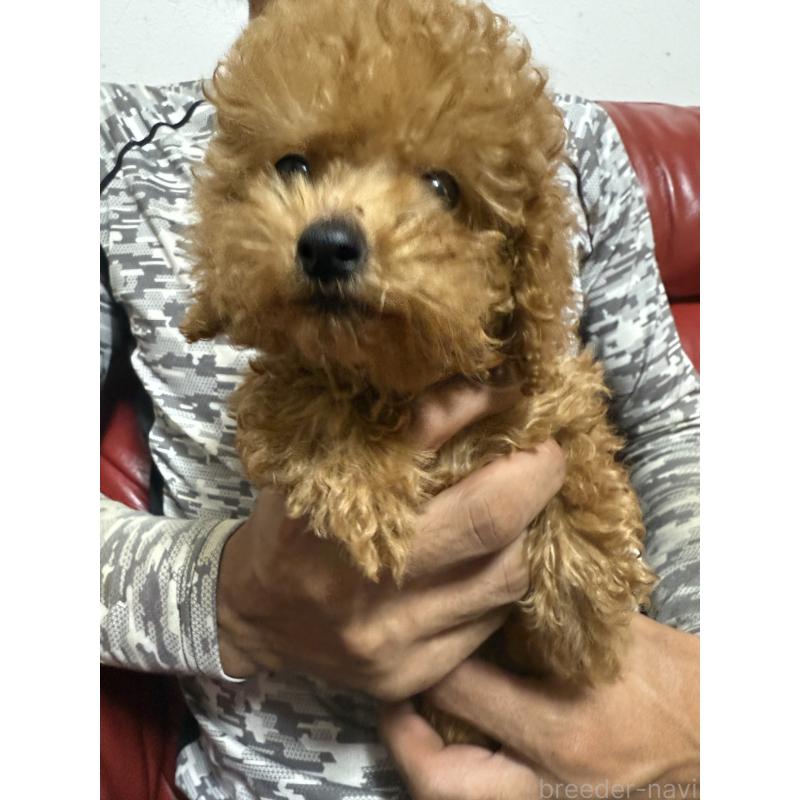 販売中の岡山県のタイニープードル-408191の5枚目