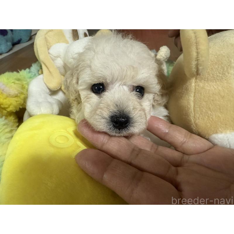 販売中の香川県のティーカッププードル-408192の2枚目