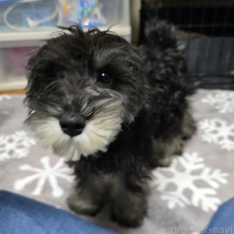 販売中の岡山県のミニチュアシュナウザー-388603の2枚目