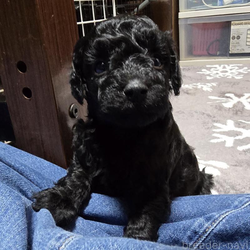 成約済の岡山県のトイプードル-406798の5枚目