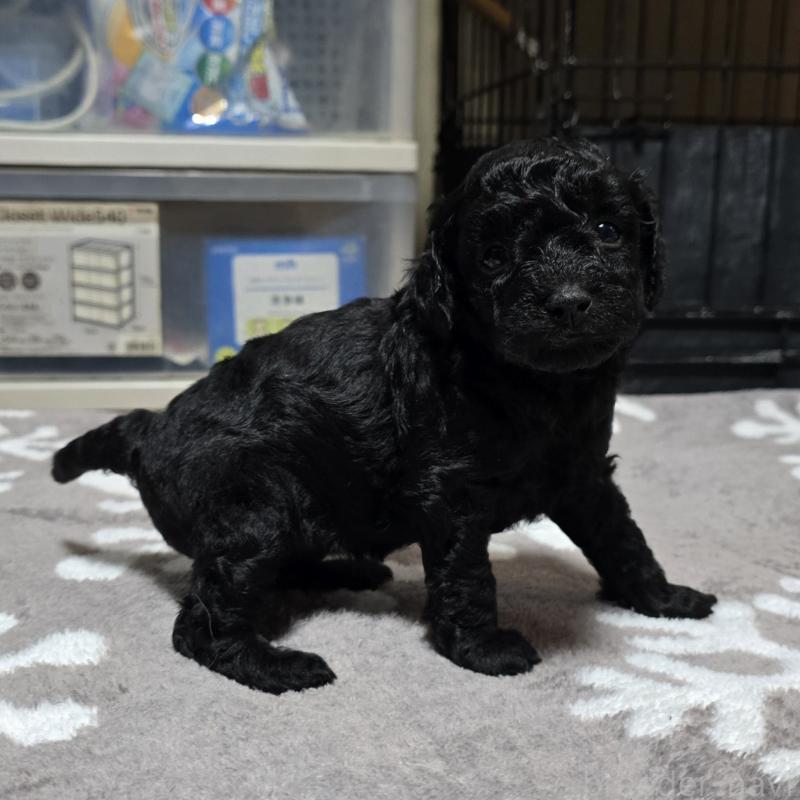 成約済の岡山県のトイプードル-406798の4枚目