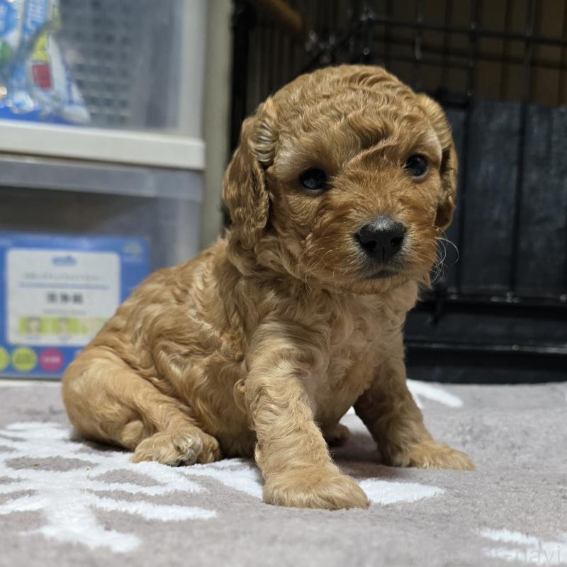 成約済の岡山県のトイプードル-406797の4枚目