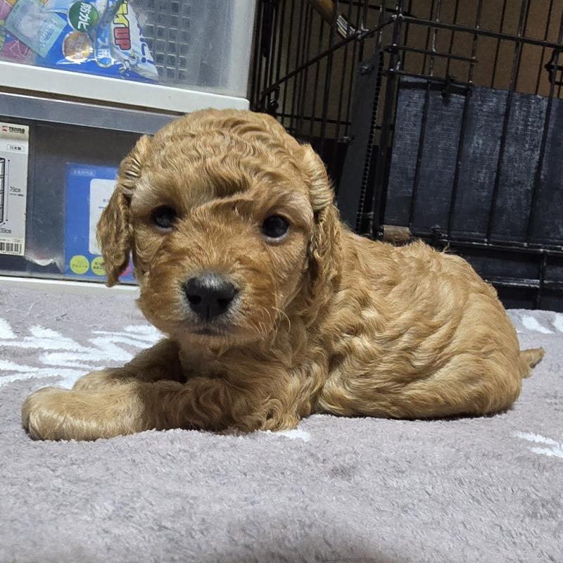 成約済の岡山県のトイプードル-406797の3枚目