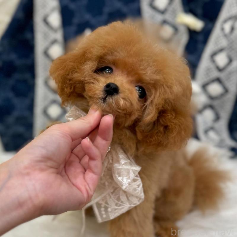 販売中の広島県のミックス犬-404949の7枚目