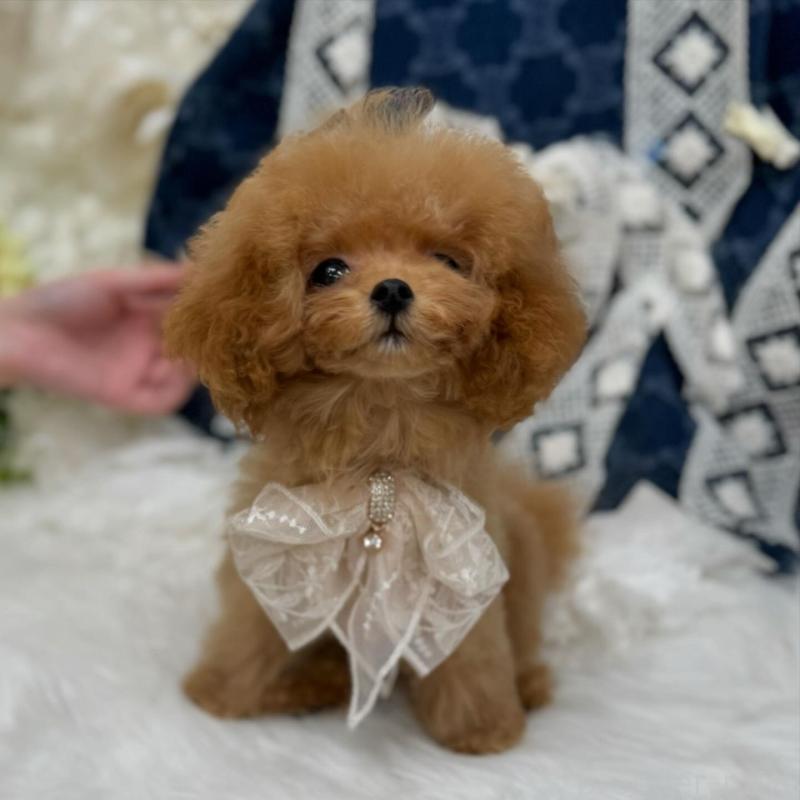 販売中の広島県のミックス犬-404949の5枚目
