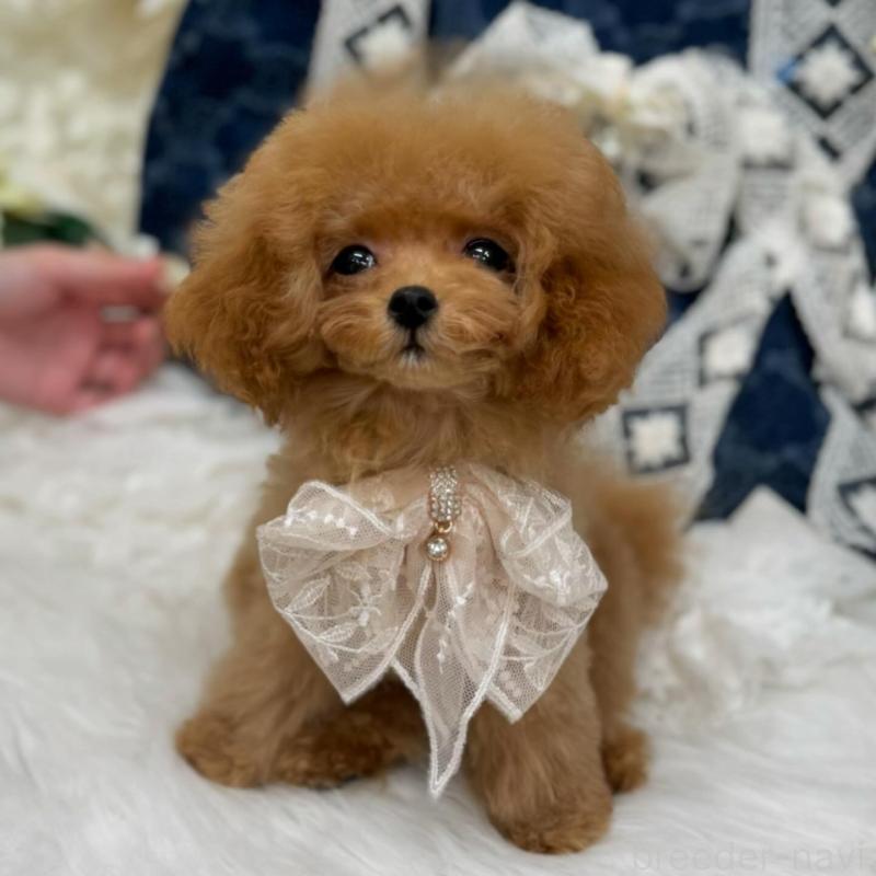 販売中の広島県のミックス犬-404949の4枚目