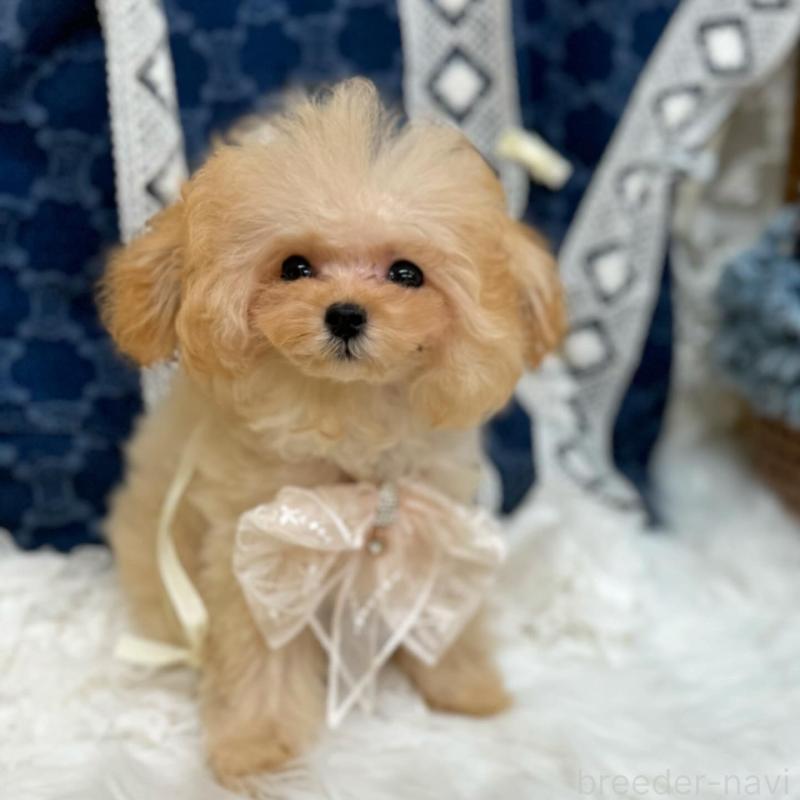 販売中の広島県のミックス犬-404946