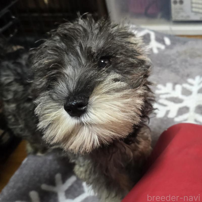 成約済の岡山県のミニチュアシュナウザー-393946の13枚目