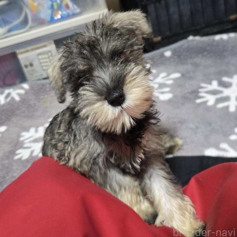 成約済の岡山県のミニチュアシュナウザー-393946の12枚目