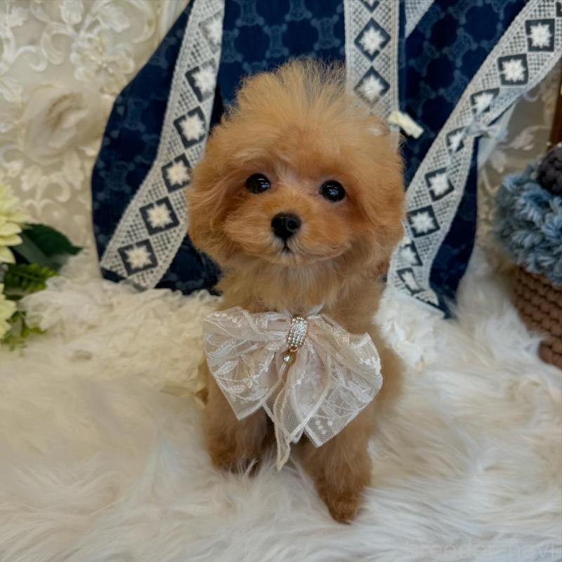 販売中の広島県のミックス犬-404947