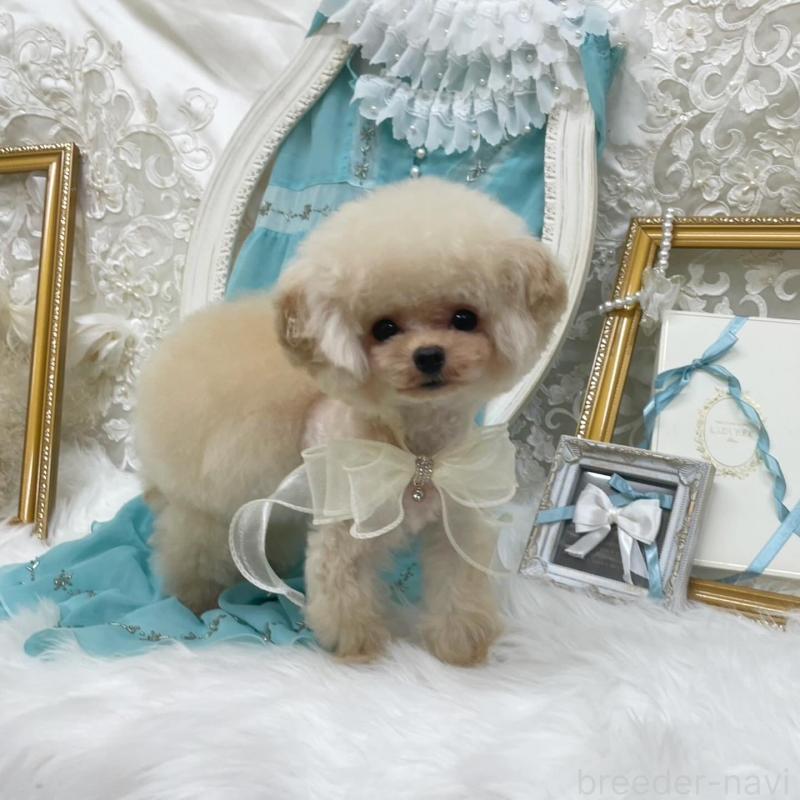 成約済の広島県のミックス犬-366229の1枚目