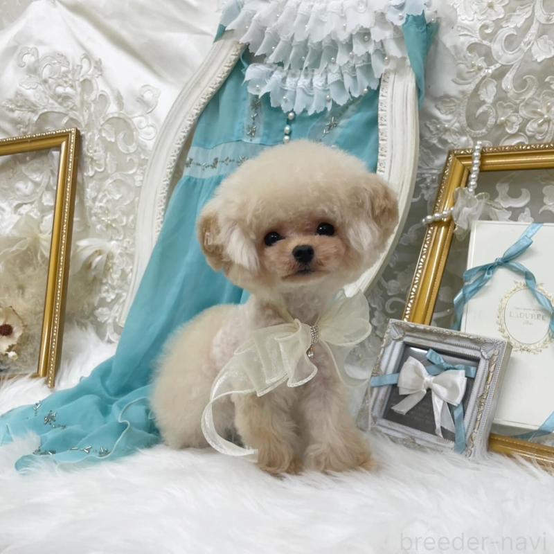 成約済の広島県のミックス犬-366229の5枚目