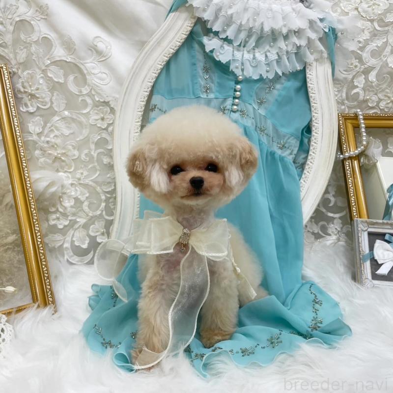 成約済の広島県のミックス犬-366229の4枚目