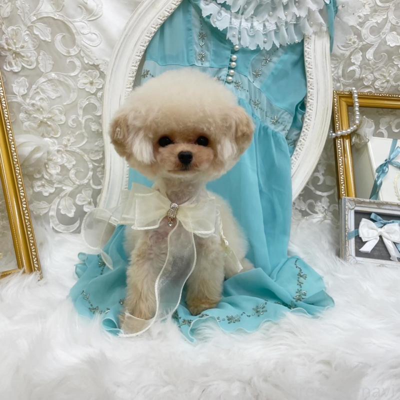 成約済の広島県のミックス犬-366229の3枚目