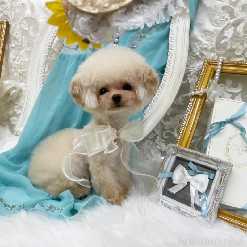 成約済の広島県のミックス犬-366229の2枚目